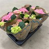 HORTENSIA 12 CM ROSA ARVIDSSONS 1X6